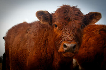 Red cow against a grey sky