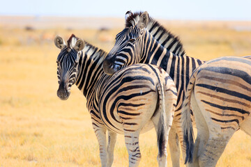 Zebraherde