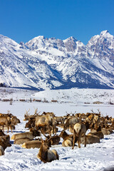 A herd of elk rests in a snowy field with the majestic, snow-covered peaks of the Grand Teton mountains in the background, showcasing the serene beauty of winter wildlife in Wyoming.
