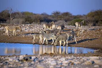 Zebraherde