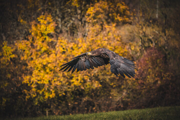 White tailed eagles (Haliaeetus albicilla) in flight. White tailed eagles flying over the autumn forest.