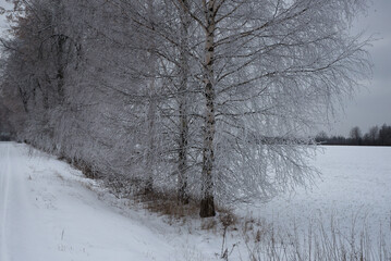 A winter landscape featuring frost-covered birch trees with intricate ice crystals on branches, set...