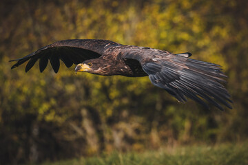 White tailed eagles (Haliaeetus albicilla) in flight. White tailed eagles flying over the autumn...