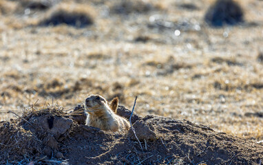 Prairie Dog at Rocky Mountain Arsenal National Wildlife Refuge, Colorado