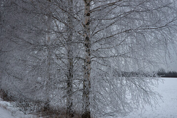 A winter landscape featuring frost-covered birch trees with intricate ice crystals on branches, set...