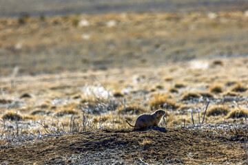 Prairie Dog at Rocky Mountain Arsenal National Wildlife Refuge, Colorado
