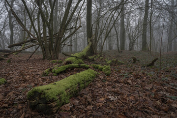 dead wood on a hazy day in the forest