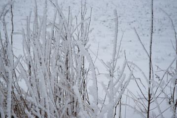 Close-up of frost-covered wild plants in winter, with intricate ice crystals on branches and dried grass, creating a delicate frozen texture in nature.