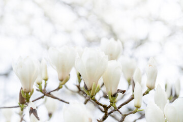 Beautiful white magnolia blossoms on branches in springtime bloom