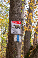 Warning sign in Romanian, put on the trunk of a tree during autumn with text Careful! Area frequented by bears and other wild animals in Romania. Picture of bears on a warning sign.