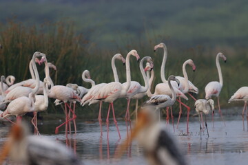 This breathtaking image captures a flamingo in its natural habitat at Bhigwan, Maharashtra, a...