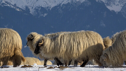 Sheep grazing the grass beneath the snow on mountain