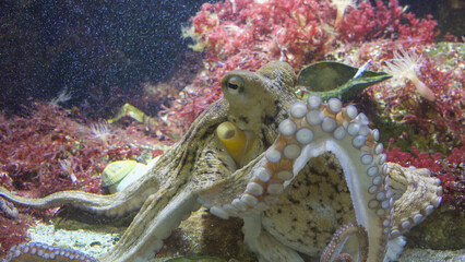 Close-up of Octopus in the coral reef