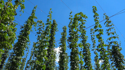 Hop vine plants (Humulus) climbing the ropes of organic culture