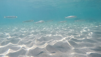 Clear underwater view with light reflections ripples on sandy bottom of the s