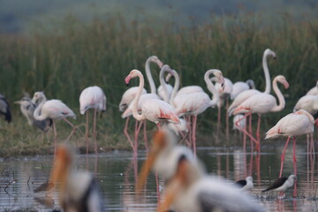 This breathtaking image captures a flamingo in its natural habitat at Bhigwan, Maharashtra, a...