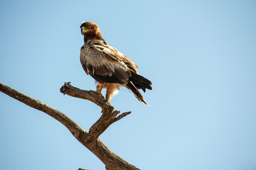 eagle on the tree in the Masai Mara