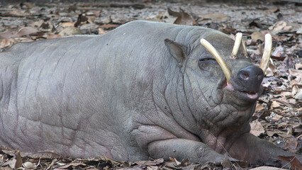 Babirusa wild pig laying down on the forest ground