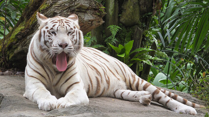 White tiger resting in the shade of the jungle