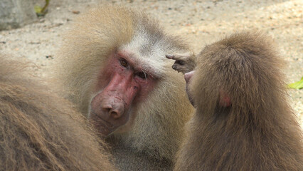 Baboon male and kid spend time together