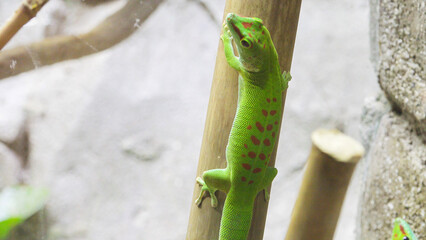 Green day gecko lizard (Phelsuma) on a trunk