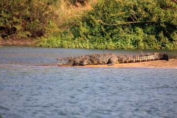Krokodil