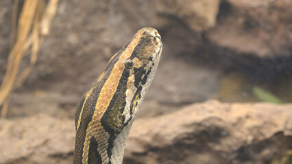 Close detail of python head