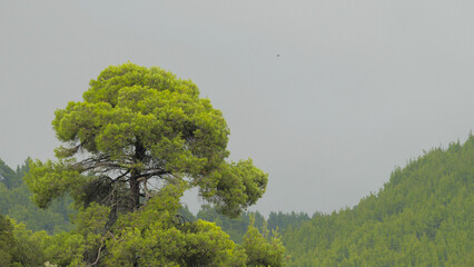 Pine tree waving in the summer storm wind under dark sky