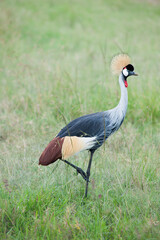 crowned crane bird