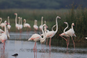 This breathtaking image captures a flamingo in its natural habitat at Bhigwan, Maharashtra, a renowned birdwatching destination. With its elegant long legs, curved neck, and striking pink feathers, 