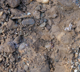 Small european scorpion on the ground