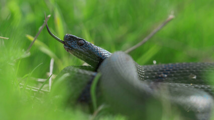 Close portrait of black adder (Vipera berus nikolskii) in the grass