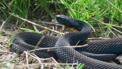 Black adder (Vipera berus nikolskii) stays alert in defense position