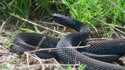 Black adder (Vipera nikolskii) sensing its prey