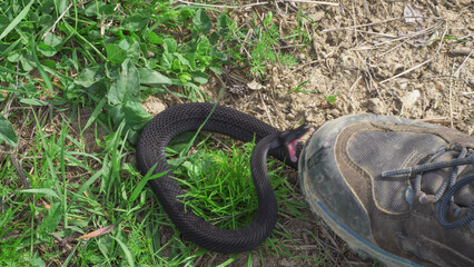 Black viper bites the shoe of hiker who stepped on it