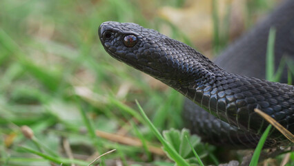 Black adder (Vipera berus nikolskii) head detail, standing still for ambush hunt