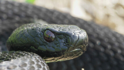 Macro portrait of melanistic black adder (Vipera berus nikolskii)