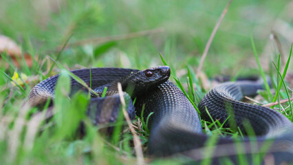 Black adder (Vipera nikolskii) sensing the air with tongue and crawling away