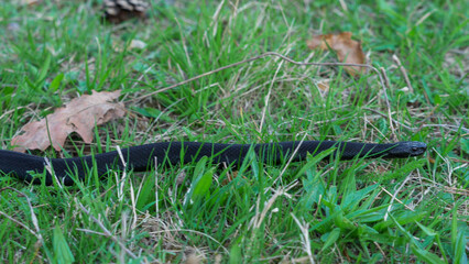 Black adder (Vipera berus nikolskii) crawling in the grass
