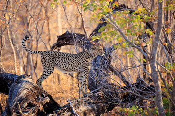 Gepard © Andreas Edelmann