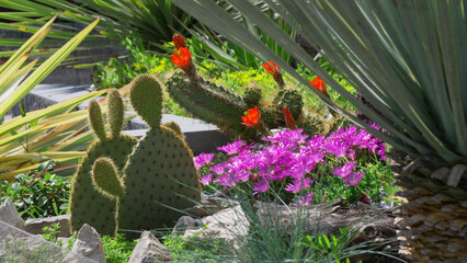 Detail of yucca and cactus garden in bloom