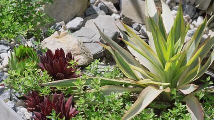 Yucca and Sempervivum in rocky garden