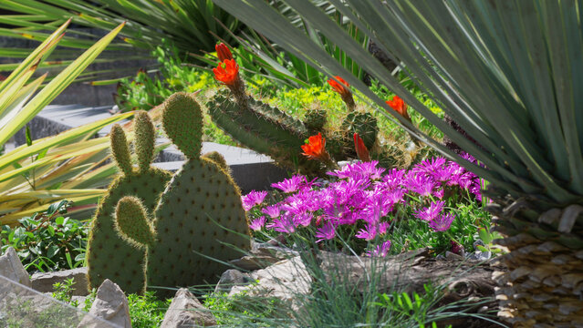 Detail of yucca and cactus garden in bloom