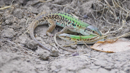Mating behavior of Italian wall lizard (Podarcis siculus) male biting female