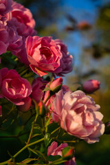 Rosenbl&uuml;ten in pink