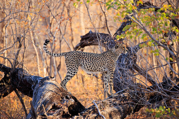 Gepard