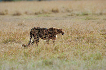 Cheetah roams through its territory