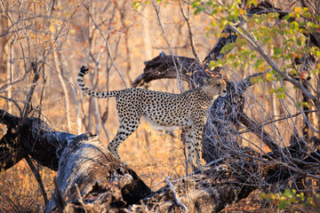 Gepard