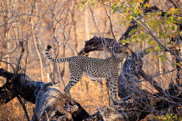 Gepard © Andreas Edelmann