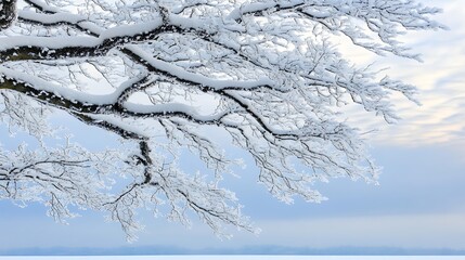 Snow Covered Branches Against A Winter Sky